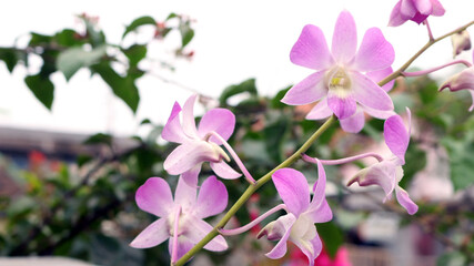 Fototapeta na wymiar Close up view of purple flowers