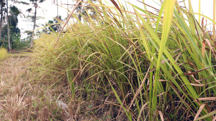 Napier bush grass green and yellow