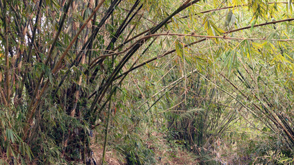 View of bamboo in the forests of Java
