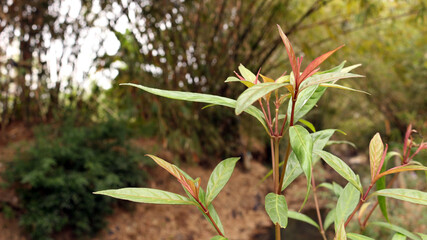 Small guava tree plant