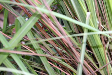 Napier bush grass green and yellow