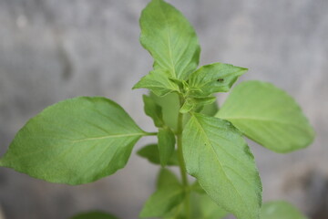 Ornamental plants in front of the house