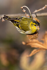 A male eurasian siskin eat seeds of plane tree. Siskin eating seeds. Male bird. Carduelis spinus.