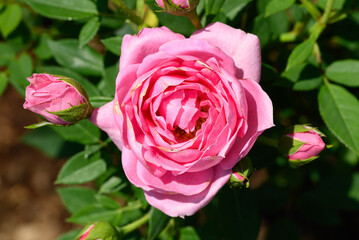 Pink rose flower blossom in the garden, Valentine's day 