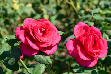 Pink rose flower blossom in the garden, Valentine's day 