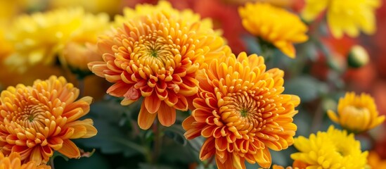 Yellow and orange chrysanthemums bloom on a farm, displaying vibrant colors and natural petal patterns with selective focus.