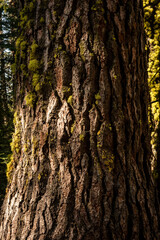 Close Up of Light Resting On Pine Bark And Moss