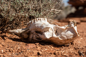 Close Up Of Dried Deer Skull In Desert