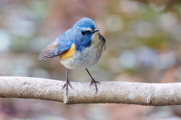 幸せの青い鳥、可愛いルリビタキ（ヒタキ科）。

日本国千葉県市川市、大町公園自然観察園にて。
2024年1月28日撮影。

A happy blue bird, the lovely Red-flanked Bluetail (Tarsiger cyanurus, family comprising flycatchers).

At Omachi park natural observation