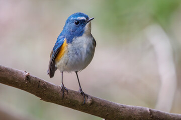 幸せの青い鳥、可愛いルリビタキ（ヒタキ科）。

日本国千葉県市川市、大町公園自然観察園にて。
2024年1月28日撮影。

A happy blue bird, the lovely Red-flanked Bluetail (Tarsiger cyanurus, family comprising flycatchers).

At Omachi park natural observation
