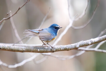 幸せの青い鳥、可愛いルリビタキ（ヒタキ科）。

日本国千葉県市川市、大町公園自然観察園にて。
2024年1月28日撮影。

A happy blue bird, the lovely Red-flanked Bluetail (Tarsiger cyanurus, family comprising flycatchers).

At Omachi park natural observation