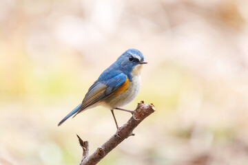 幸せの青い鳥、可愛いルリビタキ（ヒタキ科）。

日本国千葉県市川市、大町公園自然観察園にて。
2024年1月28日撮影。

A happy blue bird, the lovely Red-flanked Bluetail (Tarsiger cyanurus, family comprising flycatchers).

At Omachi park natural observation