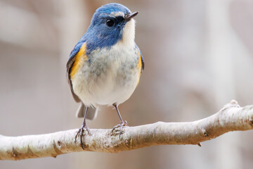 幸せの青い鳥、可愛いルリビタキ（ヒタキ科）。

日本国千葉県市川市、大町公園自然観察園にて。
2024年1月28日撮影。

A happy blue bird, the lovely Red-flanked Bluetail (Tarsiger cyanurus, family comprising flycatchers).

At Omachi park natural observation