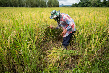 Naklejka na ściany i meble Thai farmer while harvesting rice paddy in rice field. Agriculture is a key economic driver in Thailand.