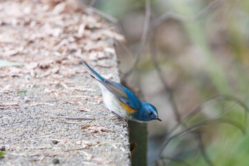 幸せの青い鳥、可愛いルリビタキ（ヒタキ科）。

日本国千葉県市川市、大町公園自然観察園にて。
2024年1月28日撮影。

A happy blue bird, the lovely Red-flanked Bluetail (Tarsiger cyanurus, family comprising flycatchers).

At Omachi park natural observation