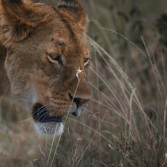 Closeup of an angry lioness walking in the savanna of Serengeti national park.