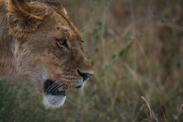 Closeup of an angry lioness walking in the savanna of Serengeti national park.