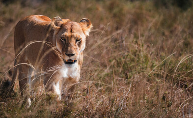 Closeup of an angry lioness walking in the savanna of Serengeti national park.