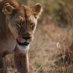 Closeup of an angry lioness walking in the savanna of Serengeti national park.