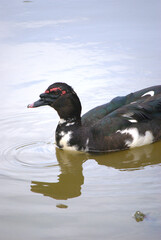 Pájaros disfrutando en el bosque, haciendo su nido.