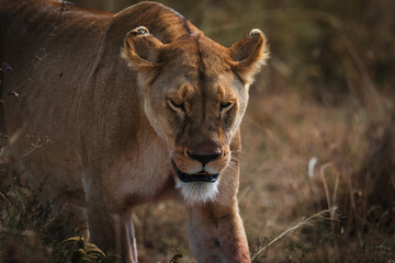 Closeup of an angry lioness walking in the savanna of Serengeti national park.