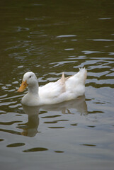 Pájaros disfrutando en el bosque, haciendo su nido.