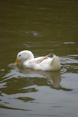 P&aacute;jaros disfrutando en el bosque, haciendo su nido.