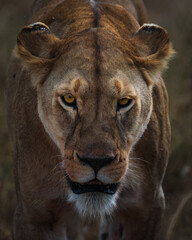 Closeup of an angry lioness walking in the savanna of Serengeti national park.