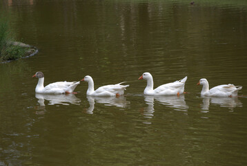 Pájaros disfrutando en el bosque, haciendo su nido.