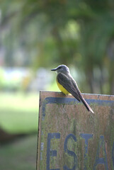 Pájaros disfrutando en el bosque, haciendo su nido.