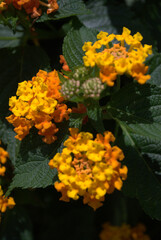 Flores, agua, abejas, ¡gran combinación de naturaleza para la vida!