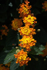 Flores, agua, abejas, &iexcl;gran combinaci&oacute;n de naturaleza para la vida!