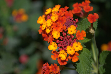 Flores, agua, abejas, ¡gran combinación de naturaleza para la vida!