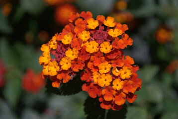 Flores, agua, abejas, ¡gran combinación de naturaleza para la vida!