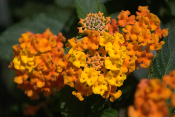 Flores, agua, abejas, ¡gran combinación de naturaleza para la vida!