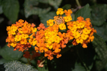 Flores, agua, abejas, ¡gran combinación de naturaleza para la vida!