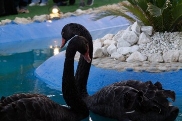 black swans on the lake