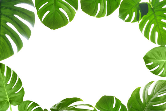 Frame made of tropical monstera leaves on white background