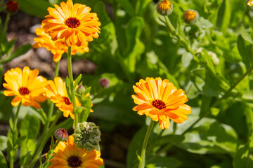 Calendula's Blooming in the Summer