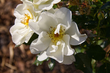 White Rose Blooming in the Summer
