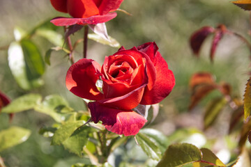 Red Rose Blooming in the Summer