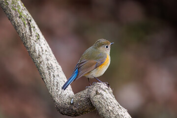 Obraz premium 幸せの青い鳥、可愛いルリビタキ（ヒタキ科）。日本国千葉県市川市、大町公園自然観察園にて。 2024年1月28日撮影。A happy blue bird, the lovely Red-flanked Bluetail (Tarsiger cyanurus, family comprising flycatchers).At Omachi park natural observation