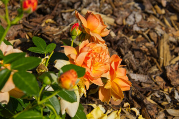 Orange Rose Blooming in the Summer
