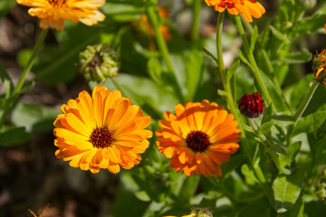 Calendula's Blooming in the Summer
