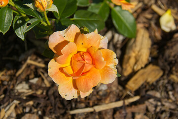 Orange Rose Blooming in the Summer