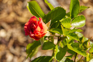 Red Rose Blooming in the Summer