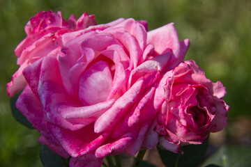 Pink Rose Blooming in the Summer Sun
