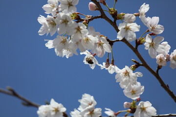 桜満開