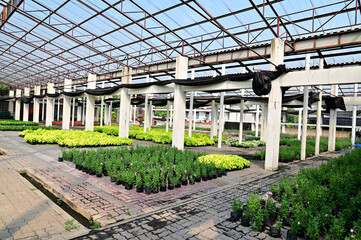 Closeup of Scenery in a greenhouse with many different kinds of trees and flowers placed in a beautiful row. Concept a place to cultivate tree seedlings and flowers in Thailand.