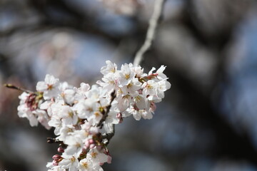 桜満開